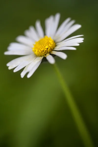 Flower — Stock Photo, Image