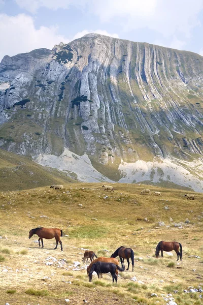 Wild horses — Stock Photo, Image