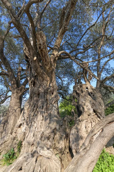 ஆலிவ் — ஸ்டாக் புகைப்படம்