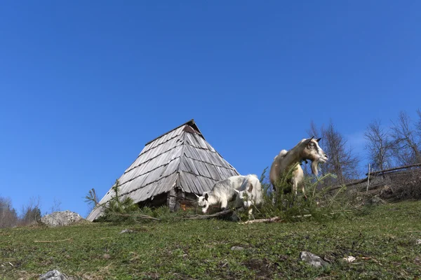 Tamdjur — Stockfoto