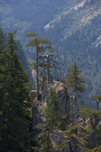 Auf Berghöhen — Stockfoto