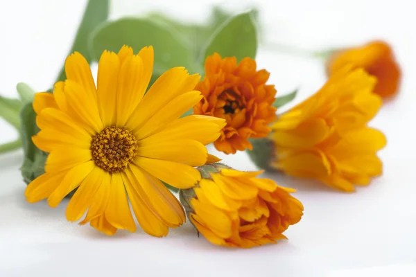 Marigold — Stockfoto