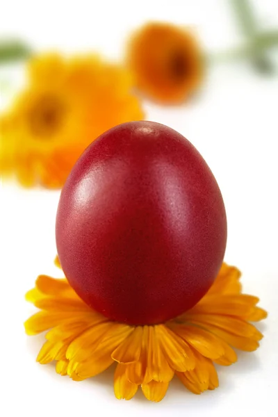Colored egg — Stock Photo, Image