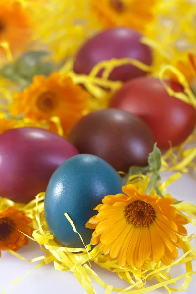 Colored egg — Stock Photo, Image