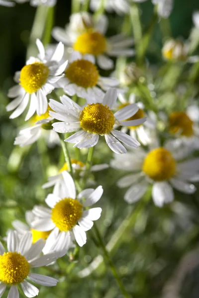 Chamomile — Stock Photo, Image