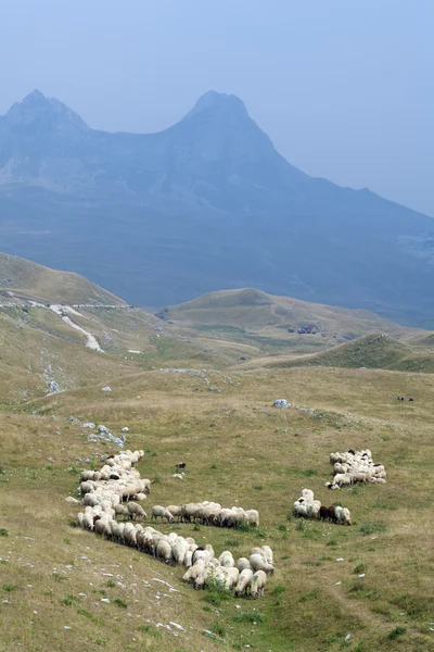 En las alturas de montaña —  Fotos de Stock