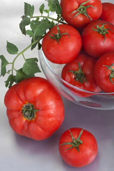 Tomate — Fotografia de Stock