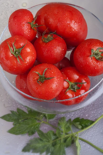 Tomate — Fotografia de Stock