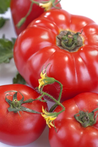 Tomate — Fotografia de Stock