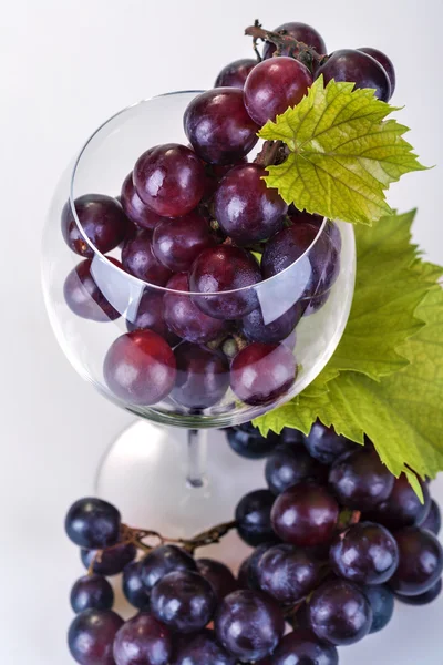 Uvas — Fotografia de Stock