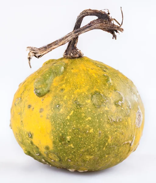 Pumpkin — Stock Photo, Image