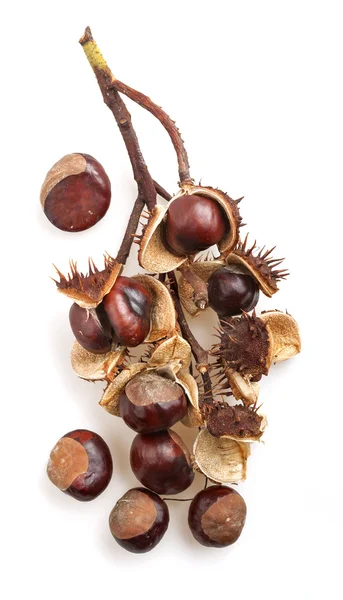 Chestnut — Stock Photo, Image