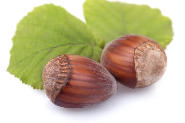 Hazelnuts — Stock Photo, Image