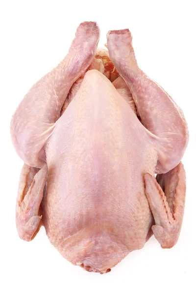 Poulet isolé sur blanc — Photo