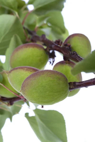 Fruta joven —  Fotos de Stock