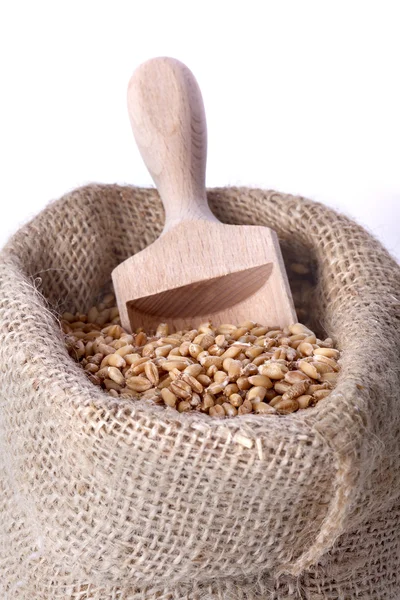 Wheat — Stock Photo, Image