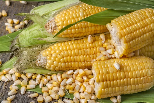 Freshly picked corn — Stock Photo, Image