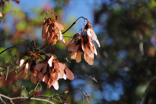 Clusters of dried Samaras