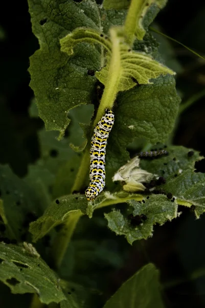Uma borboleta Monarch (plexippus de Danaus) lagarta alimentando-se em uma folha — Fotografia de Stock
