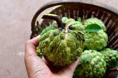 İnsan eli bambu sepetinin üzerinde elma kreması tutuyor. Kremalı elma tatlı bir tropikal meyvedir..