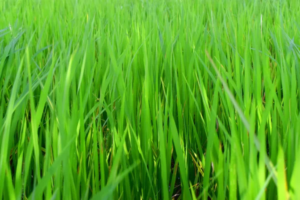 Cadre Complet Ferme Riz Vert Dans Rizière Paddy Arrière Plan — Photo