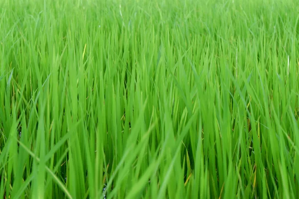 Fundo Natureza Verde Campo Arroz Paddy Bonita Fazenda Arroz Verde — Fotografia de Stock