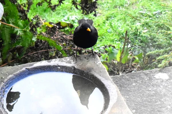 Peuplement Merle Commun Sur Bord Bain Oiseaux Sur Fond Herbes — Photo