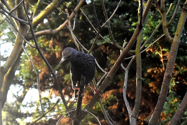 Starling Ptak Siedzi Gałęzi Drzewa Zielonym Tle Przyrody Ogrodzie Wielkiej — Zdjęcie stockowe
