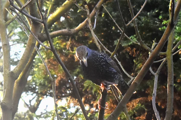 Starling Ptak Stoi Gałęzi Drzewa Patrząc Dół Piękny Słoneczny Dzień — Zdjęcie stockowe