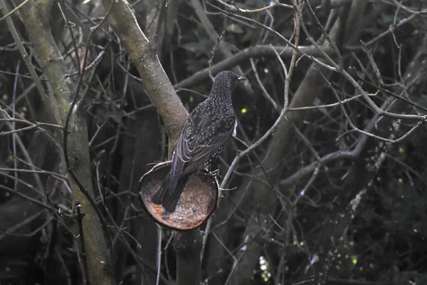 Backside Common Starling Bird Garden Stand Coconut Shell Bird Food — Stock Photo, Image