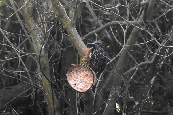 Star Vogel Ruht Auf Kokosnussschale Die Britischem Garten Ast Hängt — Stockfoto