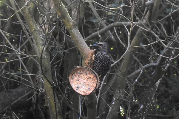 Common Starling Bird Resting Coconut Shell Hanging Tree Branch Garden — Stock fotografie