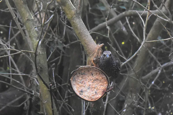 Common Starling Bird Sitting Coconut Shell Hanging Tree Branch Looking — Stock Photo, Image