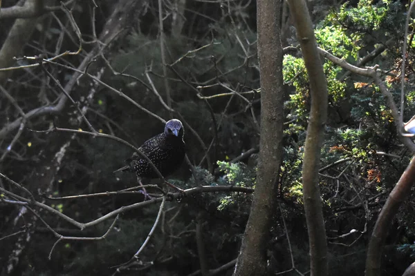 Zwykły Ptak Szpakowy Wielkiej Brytanii Stoi Gałęzi Drzewa Patrząc Kamerę — Zdjęcie stockowe