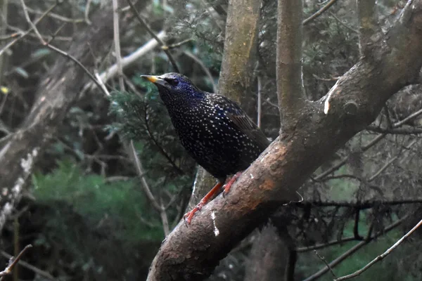 Piękny Ptak Common Starling Ogrodzie Wielkiej Brytanii Siedzi Gałęzi Drzewa — Zdjęcie stockowe