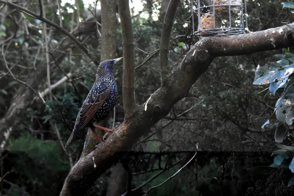 Widok Boku Common Starling Ptaka Wielkiej Brytanii Stanąć Gałęzi Drzewa — Zdjęcie stockowe