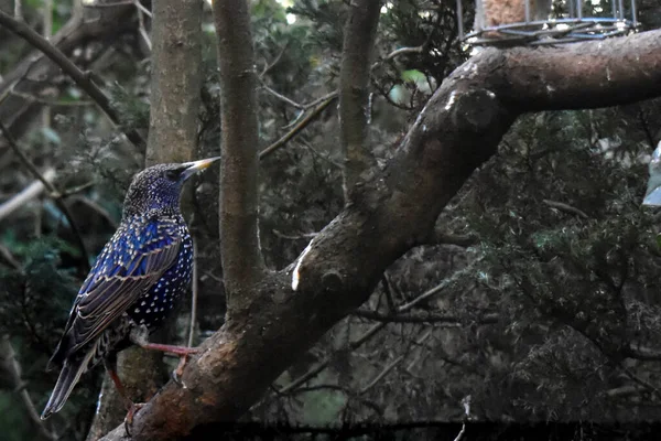 Widok Boku Common Starling Ptaka Wielkiej Brytanii Siedzi Gałęzi Drzewa — Zdjęcie stockowe