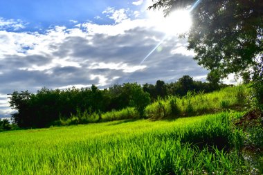 Mavi gökyüzünün altında, güneşli bir günde beyaz bulutlu pirinç tarlalarının manzarası. Tayland 'daki çeltik tarlasında yeşil pirinç bitkileri. Doğa arkaplanı.