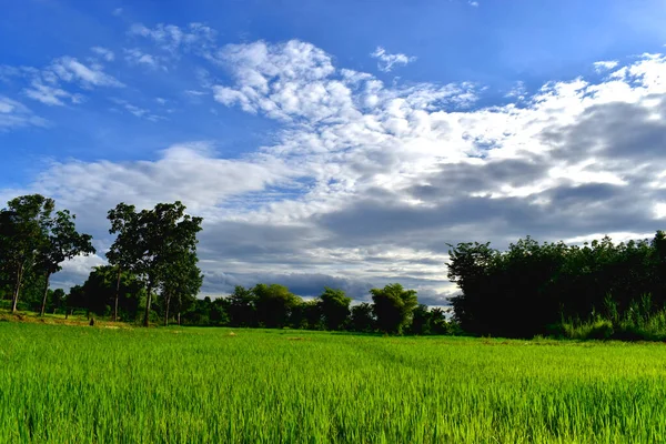 Paysage Belle Ferme Riz Vert Dans Les Rizières Paddy Environnement — Photo