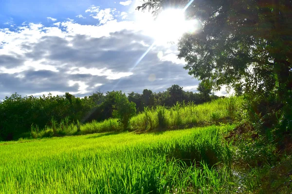 Çeltik Tarlasında Güzel Yeşil Pirinç Bitkileri Ağaçlarla Çevrili Güneşli Bir — Stok fotoğraf