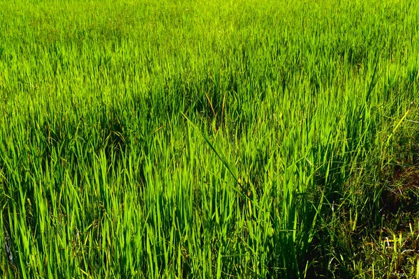 Cadre Complet Plants Riz Dans Rizière Journée Ensoleillée Plantation Riz — Photo