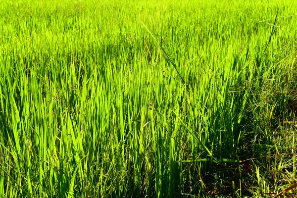 Closeup Belas Plantas Arroz Verde Campo Arroz Paddy Dia Sol — Fotografia de Stock