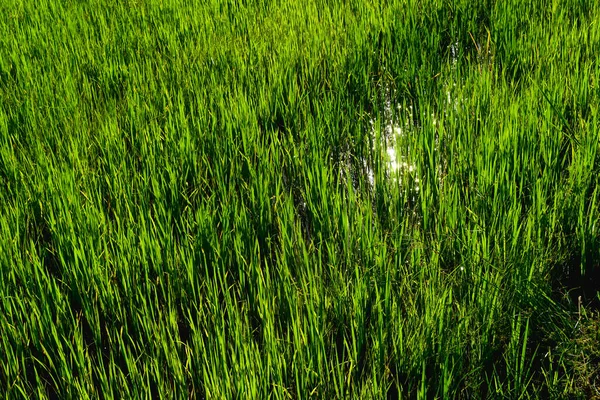 Moldura Cheia Plantas Arroz Verde Com Reflexão Sol Campo Arrozais — Fotografia de Stock