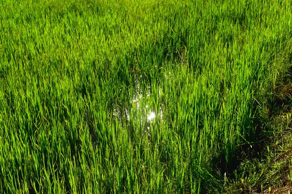 Cadre Complet Plants Riz Vert Avec Réflexion Soleil Dans Rizière — Photo