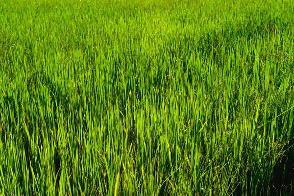 Pełna Rama Zielonych Roślin Ryżu Pięknym Słońcem Polu Ryżowym Sadzenie — Zdjęcie stockowe