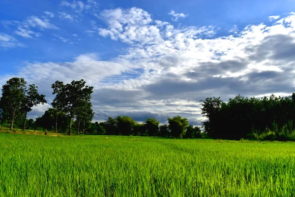Ландшафт Красивої Зеленої Рисової Ферми Рисових Полях Навколишніх Зеленими Деревами — стокове фото