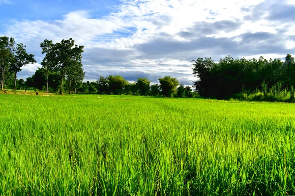 Пейзаж Красивых Рисовых Растений Рисовом Поле Окруженный Деревьями Голубым Небом — стоковое фото