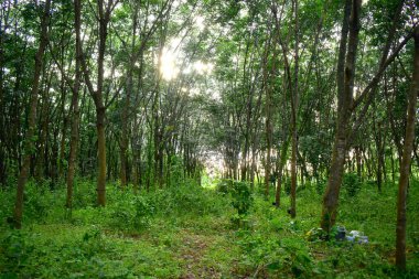 Kauçuk ağaçlarının güzel yeşil ormanı güneşli bir günde kauçuk tarlasında, yeşil doğa arka planı.