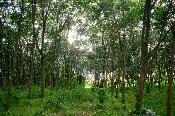 Rad Gummiträd Gummiplantagen Nordöstra Thailand Vacker Grön Natur Bakgrund — Stockfoto