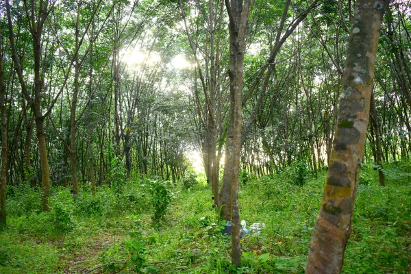 Vacker Grön Skog Gummiträd Gummiplantagen Natur Bakgrund — Stockfoto